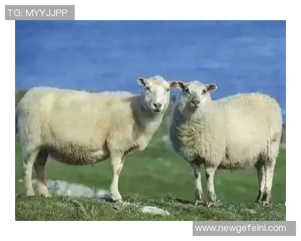 杜兰特谈大个阵容优势上赛季表现令人满意